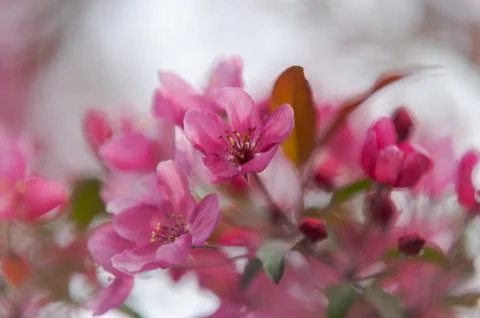 Pink flush of plum tree in spring. Фото