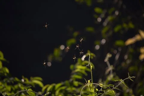 Pink Flying Bugs Stock Photos