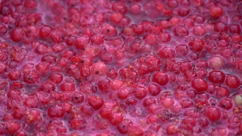 Pink foam for red currant jam. red currant are boiled in a pot with sugar. Vidéo 279111513