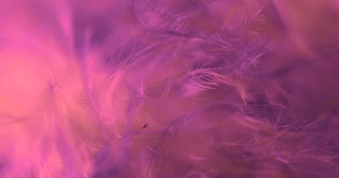 Pink. Stock Footage 277277657