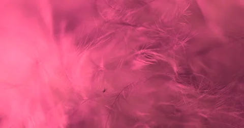 Pink. Stock Footage 277278184