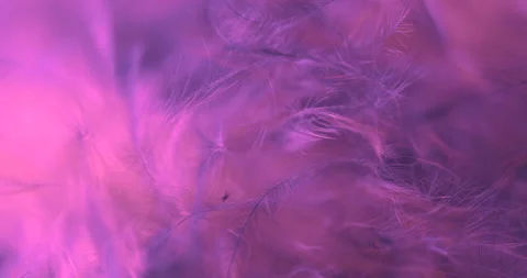 Pink. Stock Footage 277278196