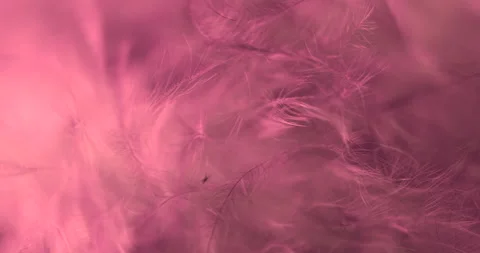Pink. Video stock 277278862