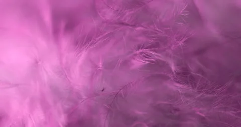 Pink. Stock Footage 277278863
