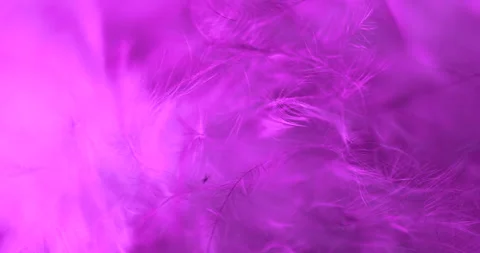 Pink. Stock Footage 277278866
