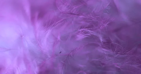 Pink. Stock Footage 277278869
