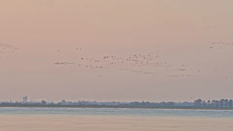 Pink footed Geese in flight. 스톡 동영상 120028047