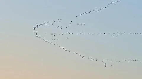 Pink footed Geese Stock Footage 120028017