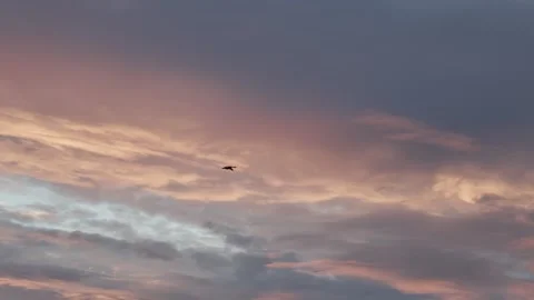 Pink-footed Goose, (Anser brachyrhynchus), in flight at dusk, Britain UK Stock-Footage 323504288