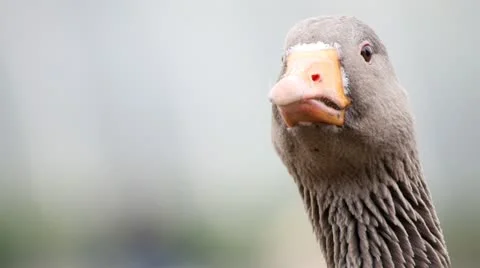 Pink Footed Goose Sequence (NO AUDIO) 스톡 동영상 21937707