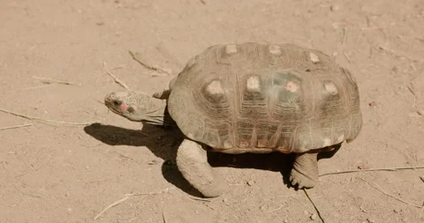 Pink Footed Tortoise Walking Stock Footage 329340371