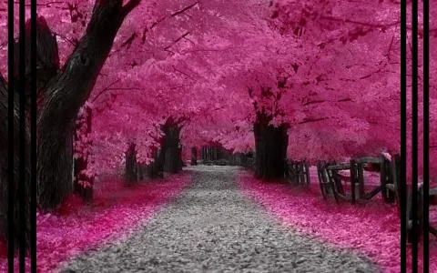Pink forest Foto stock