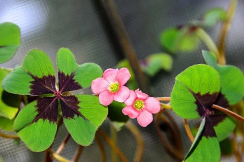 Pink four leaves clover flowers, green leafs trefoil, lucky symbol close up Stock Photos