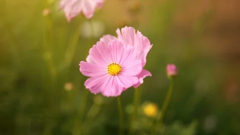 Pink Fower Vídeo Stock 93017198