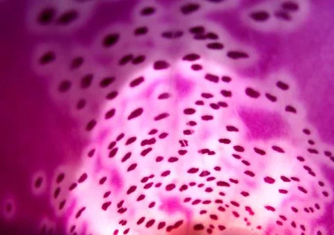 Pink Foxglove 3 Stock Photos