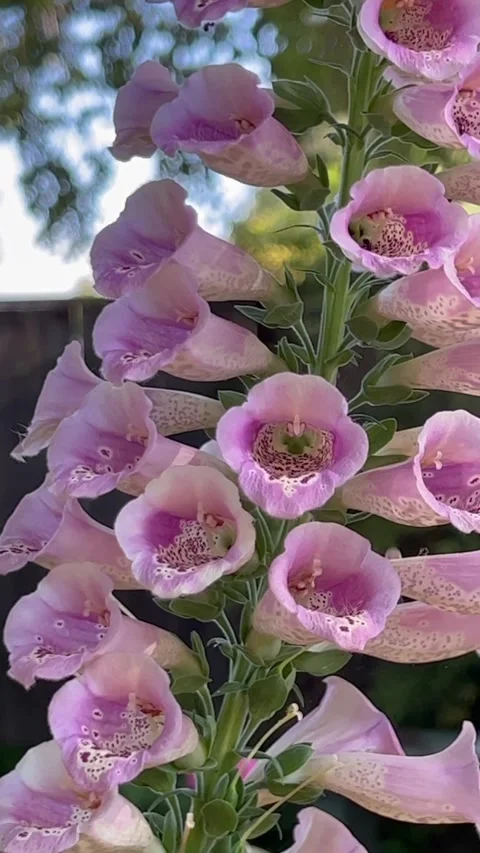 Pink foxglove flowers vertical 스톡 동영상 242515755