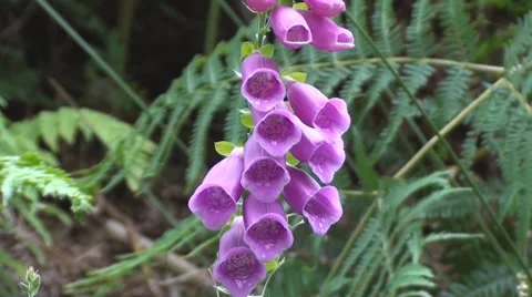 Pink Foxglove Stock Footage 8664129