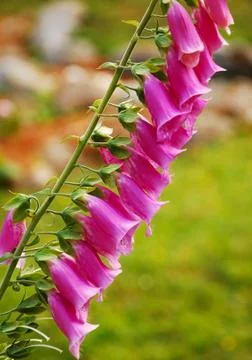 Pink foxglove Stock Photos