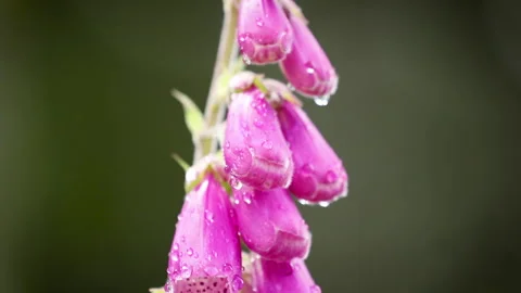 Pink Foxglove Tilt Down Stock Footage 132367665