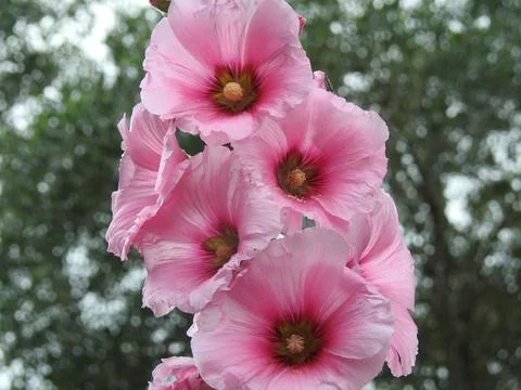 Pink foxgloves Stock Photos
