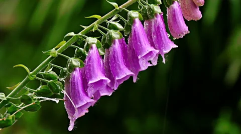 Pink foxgloves swaying in the wind Stock Footage 42789847