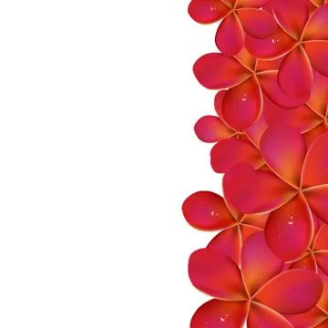 Pink frangipani with border Stock Illustration