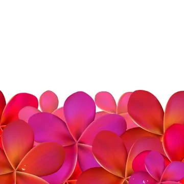 Pink frangipani with border Stock Illustration