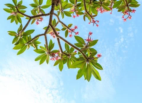 Pink frangipani frame Stock Photos