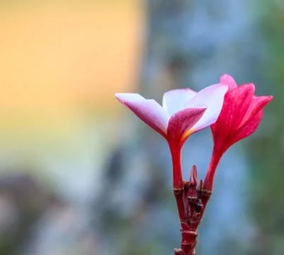 Pink frangipani Stock-Fotos