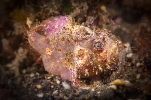 Pink frogfish Stock Photos