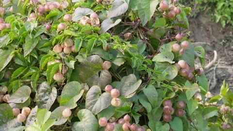Pink Fruit Growing Видео 333416069