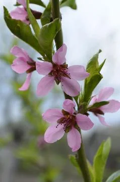 Pink Fruit Tree Blossoms In Spring Garden Stockfoto's