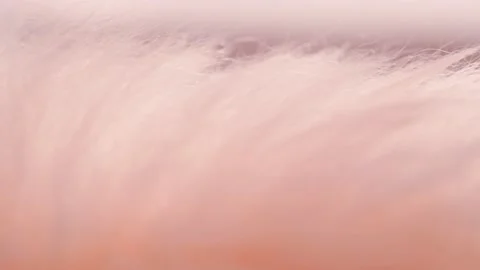 Pink fur that flutters in the wind Vídeo Stock 167262984