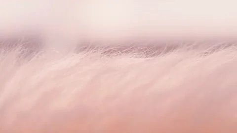 Pink fur that flutters in the wind Vídeo Stock 167262999
