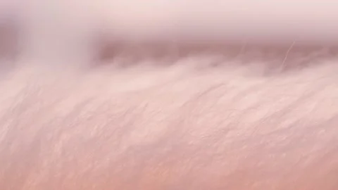 Pink fur that flutters in the wind Stock Footage 167263031