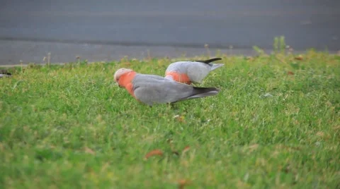 Pink galah Stockbeeldmateriaal 905956