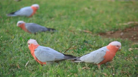Pink galah Stockbeeldmateriaal 905963