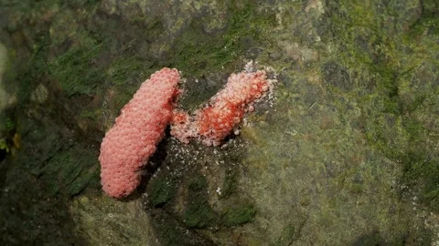 Pink Gastropod Egg Cluster Attached to Mossy Rock in Tropical Rainforest Видео 337765694