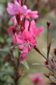 Pink Gaura Stock Photos