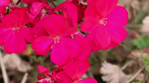 Pink Geranium Blowing in the Wind with Rack Focus Video stock 45764164