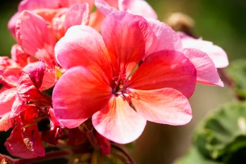 Pink geranium in close up Stock Photos