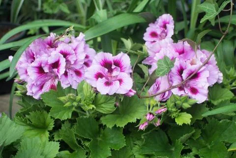 Pink Geranium closeup Stock-Fotos