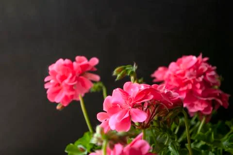 Pink geranium, on dark background. Balcony flowers. Copy sapce. Stock Photos