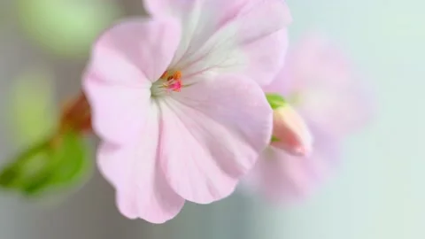 Pink geranium flower close-up, macro. Stock Footage 153653068