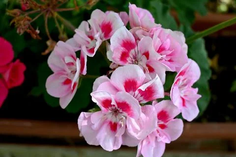Pink geranium flower close-up summer concept Photos