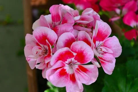 Pink Geranium Flower with Copy Space, Garden Bloom Close-Up Fotos de archivo