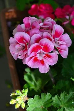 Pink Geranium Flower with Copy Space, Garden Bloom Close-Up Fotos Stock
