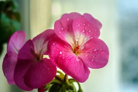Pink geranium flower with drops of dew or water on the petals. Close-up of in Foto stock