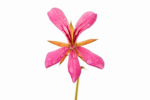 Pink geranium flower Stock Photos
