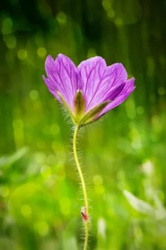 Pink geranium flower Stock Photos